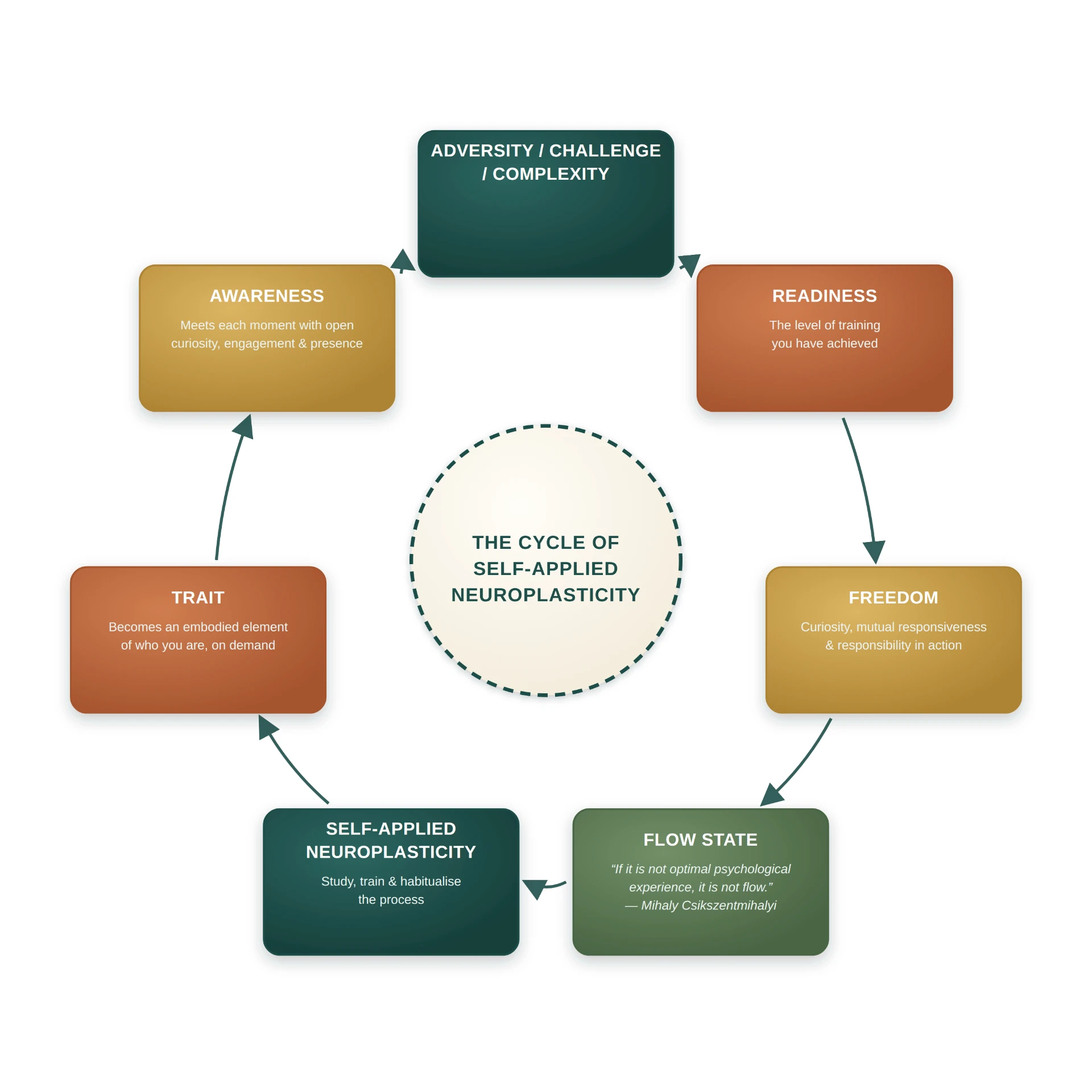 The cycle of self-applied neuroplasticity: adversity, readiness, freedom, flow state, self-applied neuroplasticity, trait and awareness