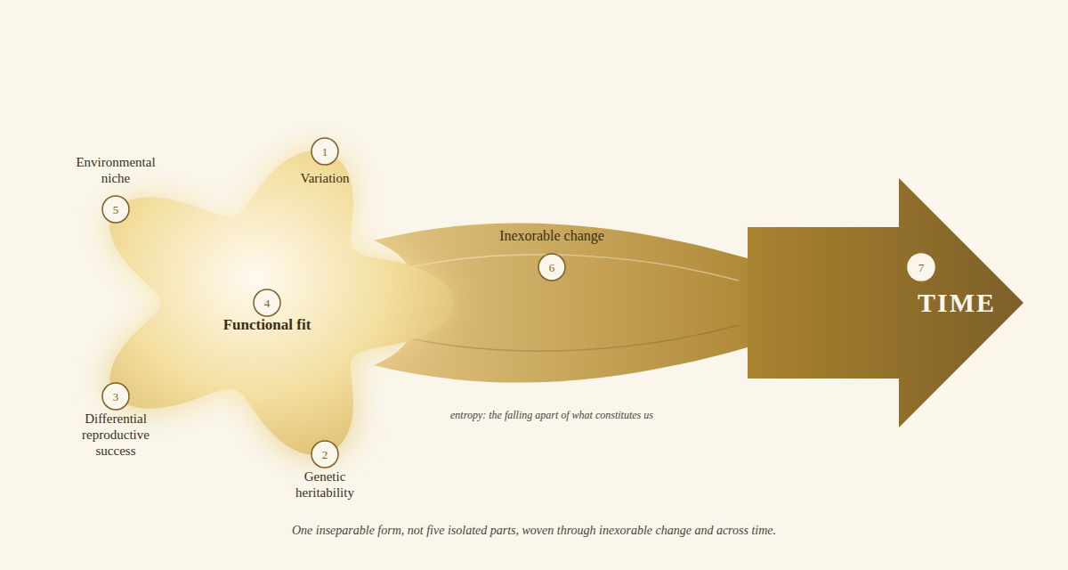 Diagram: variation, genetic heritability and differential reproductive success converge into functional fit, which fits an organism into its environmental niche; this whole process unfolds under inexorable change, across time.