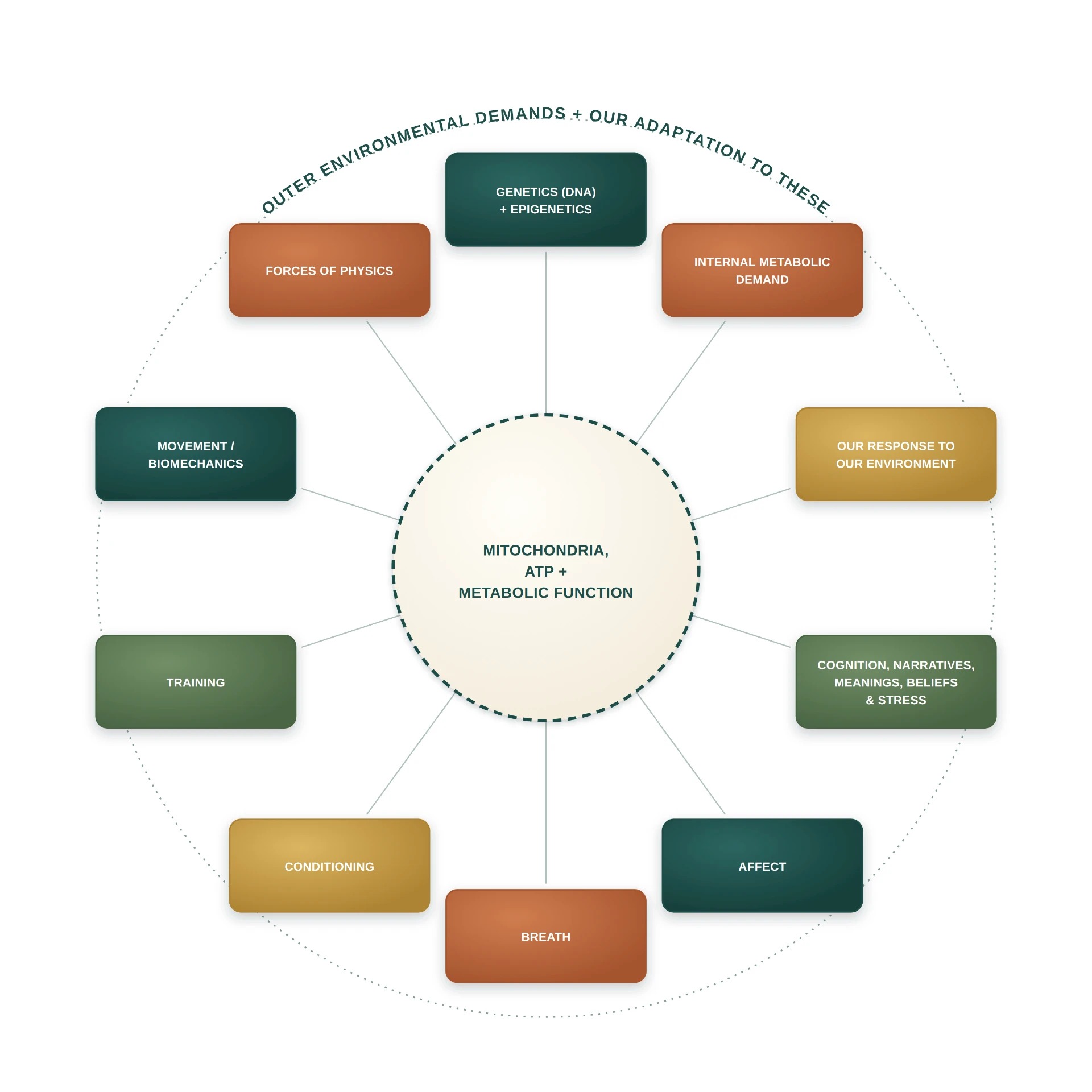 Outer environmental demands and our adaptation to these, arranged around mitochondria, ATP and metabolic function